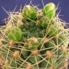 Gymnocalycium_multiflorum_1